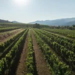 Torre Civette - Wine & Sea Retreat Pian d'Alma